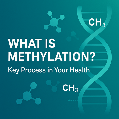 Methylation Explained