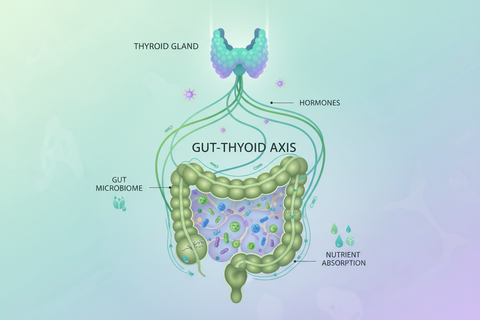 The Gut-Thyroid Axis