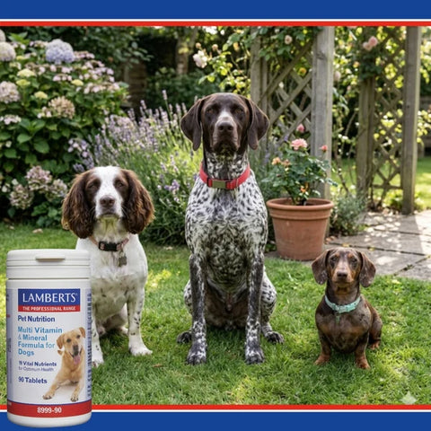 Multi Vitamin and Mineral Formula for Dogs - 90 Capsules | Lamberts